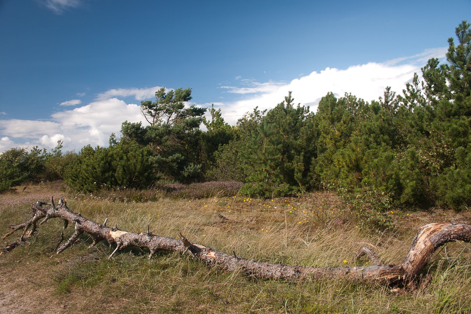 Billede fra Tisvilde Hegn