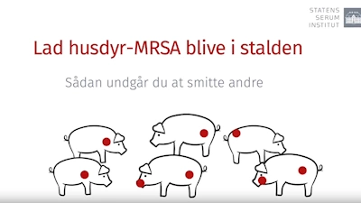 Lad husdyr MRSA blive i stalden